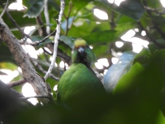 Cyanoramphus malherbi