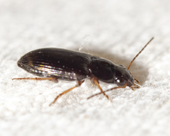 Stenolophus ochropezus
