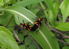 Oncopeltus spectabilis