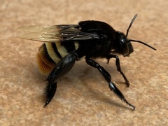 Euglossini