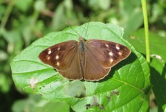 Eunica monima modesta