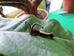 Dichorragia nesimachus formosanus