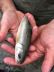 Salvelinus malma