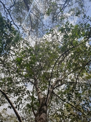 Olea paniculata