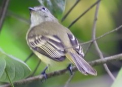 Myiopagis olallai