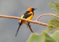Icterus auricapillus
