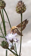 Helicoverpa armigera