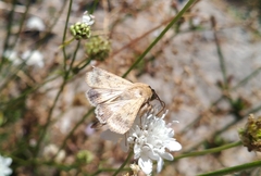 Helicoverpa armigera