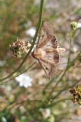 Helicoverpa armigera