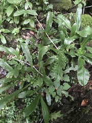 Micranthes micranthidifolia