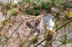 Helicoverpa armigera