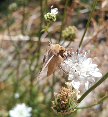 Helicoverpa armigera
