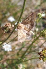 Helicoverpa armigera