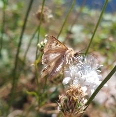 Helicoverpa armigera