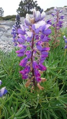 Lupinus cacuminis