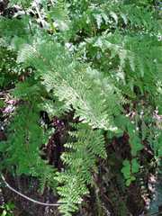 Myriopteris myriophylla