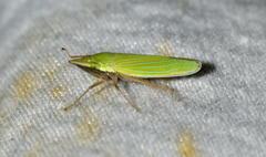 Draeculacephala robinsoni