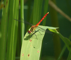 Sympetrum kunckeli