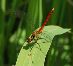 Sympetrum kunckeli