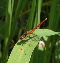Sympetrum kunckeli