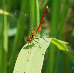 Sympetrum kunckeli