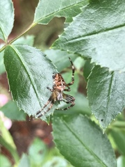 Araneus diadematus