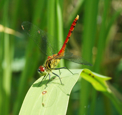 Sympetrum kunckeli