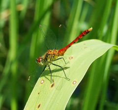 Sympetrum kunckeli