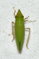 Draeculacephala robinsoni