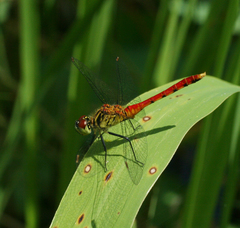 Sympetrum kunckeli