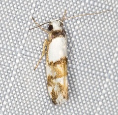 Zaphanaula hemileuca