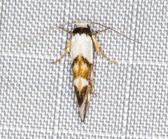 Zaphanaula hemileuca