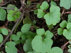 Cardamine hirsuta