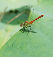 Sympetrum kunckeli