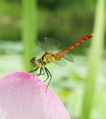 Sympetrum kunckeli