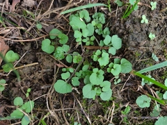 Cardamine hirsuta