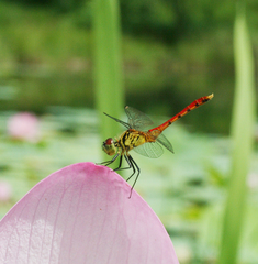 Sympetrum kunckeli