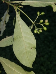 Psychotria carthagenensis