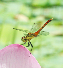 Sympetrum kunckeli