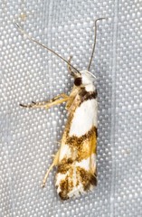 Zaphanaula hemileuca