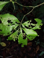 Psychotria carthagenensis