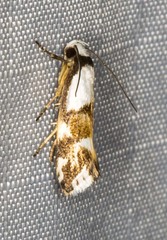 Zaphanaula hemileuca