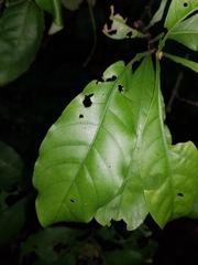 Psychotria carthagenensis