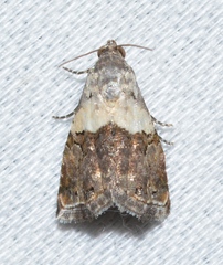 Tripudia dimidata