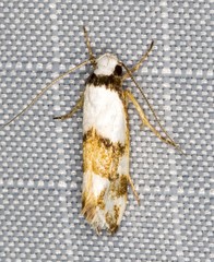 Zaphanaula hemileuca