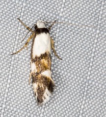 Zaphanaula hemileuca