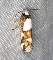 Zaphanaula hemileuca