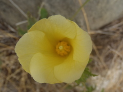 Hibiscus biseptus