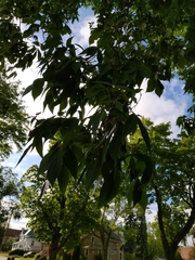 Carya cordiformis