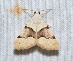 Hemeroplanis incusalis